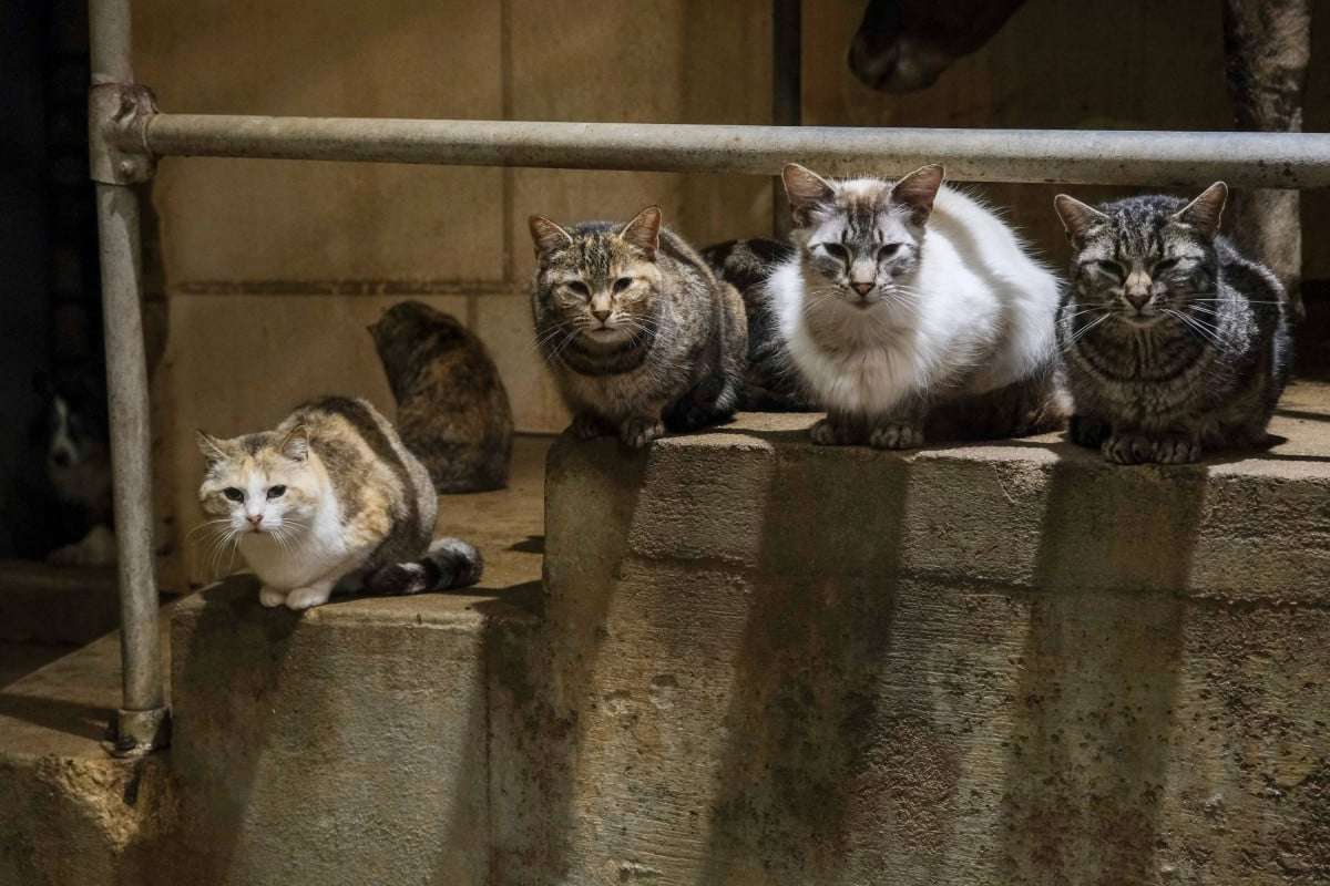 New bird flu mutation discovered in US as cat infections cause alarm