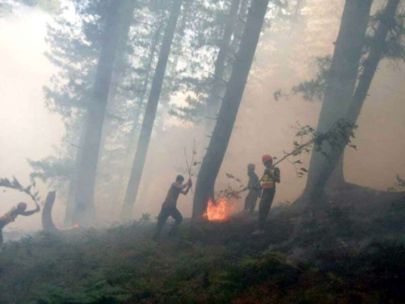 Murree forest fires continue to rage, burn 3 homes